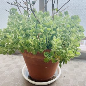 10号鉢に植え替えたアロマティカスのその後
