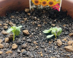 萎れたミニ咲きひまわりの芽
