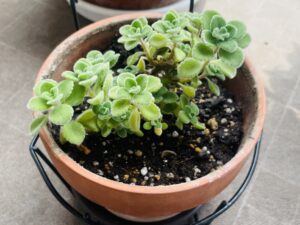2025年6月の植え替えたばかりのアロマティカスの苗